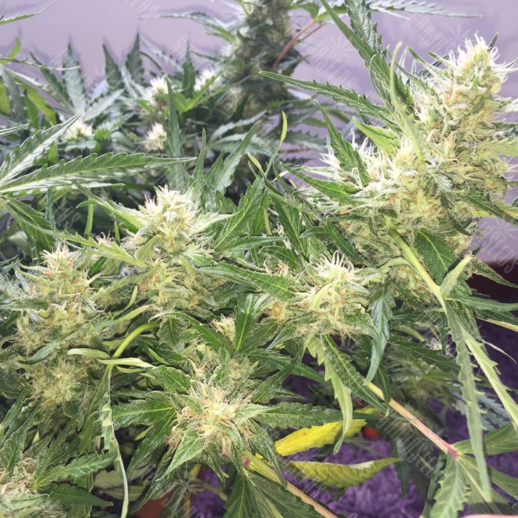 семена конопли интернет магазин Auto Cheese feminised