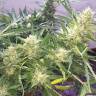 семена конопли интернет магазин Auto Cheese feminised