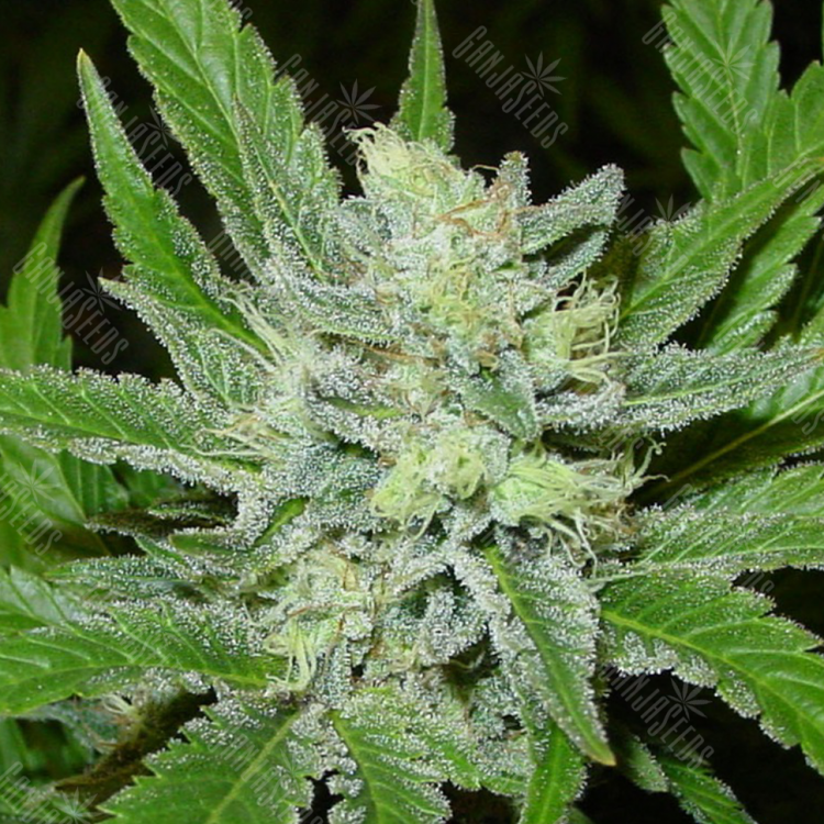 хорошие семена конопли Auto Northern Blue feminised
