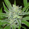 хорошие семена конопли Auto Northern Blue feminised