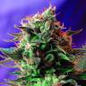 Jack 47 feminised RuSeeds Jack 47 feminised RuSeeds