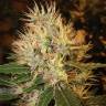 семена конопли Спб Martian Mean Green feminised DNA Genetics