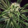 семена конопли недорого Amnesia #7 feminised Exotic Seed