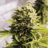 семена конопли в оригинальных упаковках Auto Bubba Cheese feminised Humboldt Seeds