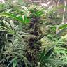семена конопли недорого Auto Bubba Cheese feminised Humboldt Seeds