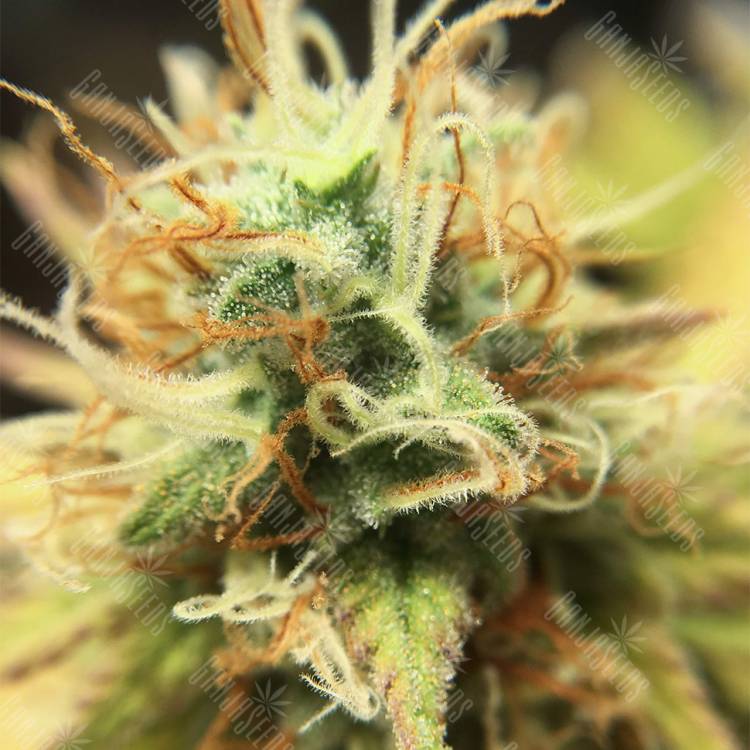 семена конопли курьером Wonder Woman regular Nirvana Seeds
