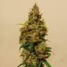 хорошие семена конопли Auto Royal Kush feminised Royal Queen