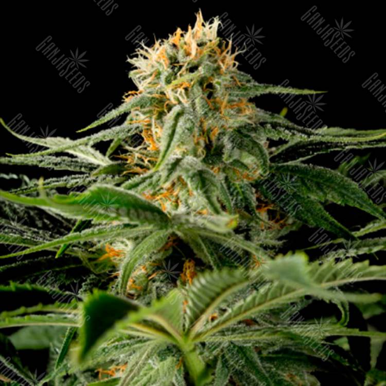 Семена California Hash Plant feminised GanjaLiveSeeds купить