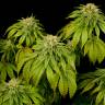 Семена California Hash Plant feminised GanjaLiveSeeds заказать