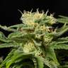Семена конопли California Hash Plant feminised GanjaLiveSeeds купить