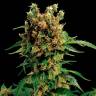 Семена конопли California Hash Plant feminised GanjaLiveSeeds заказать