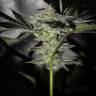 хорошие семена конопли Pineapple Chunk feminised Barneys Farm
