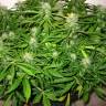 семена конопли в России Auto Sweet Skunk feminised Royal Queen