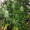 семена конопли Москва Auto Sweet Skunk feminised Royal Queen