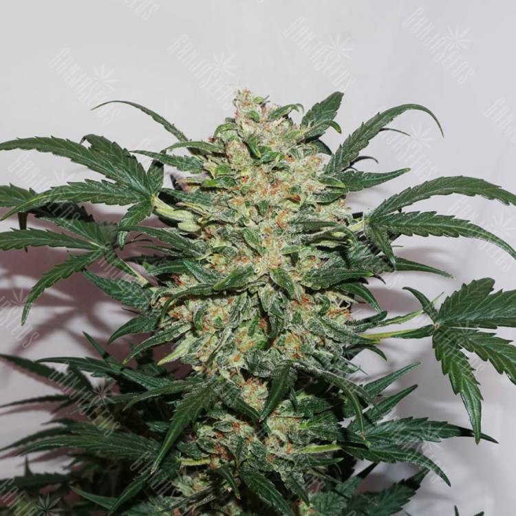 Auto Night Queen feminised Dutch Passion Seeds Auto Night Queen feminised Dutch Passion Seeds