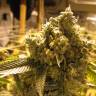 Pine Indica feminised RuSeeds