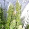 Auto Lemon regular Ganja Seeds