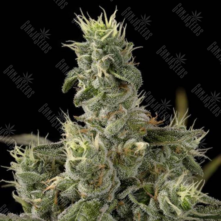 семена конопли для посадки купить Nicole Kush feminised DNA Genetics