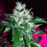 семена конопли наложенным платежом Auto Dr. Greenthumb's Dedoverde Haze feminised Humboldt Seeds