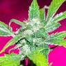 заказать на сайте семена конопли Auto Dr. Greenthumb's Dedoverde Haze feminised Humboldt Seeds