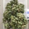 семена конопли автоцвет Auto Dr. Greenthumb's Dedoverde Haze feminised Humboldt Seeds