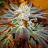 семена индийской конопли Canadian Kush feminised Medical Seeds семена индийской конопли Canadian Kush feminised Medical Seeds