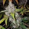 семена индийской конопли Auto White Widow feminised Pyramid Seeds