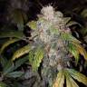 мощные семена конопли Auto White Widow feminised Pyramid Seeds