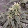 семена конопли сорта сатива Auto White Widow feminised Royal Queen