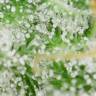 семена конопли для курения Auto White Widow feminised Royal Queen