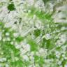 семена конопли медицинской Auto White Widow feminised Royal Queen