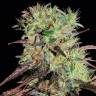 Семена конопли автоцветущих сортов Auto Afghani №1 feminised Ganja Seeds