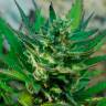 Семена конопли Auto Afghani №1 feminised Ganja Seeds