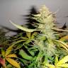 Семена марихуаны Auto Afghani №1 feminised Ganja Seeds