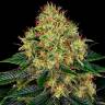 Семена Auto Skywalker feminised Ganja Seeds