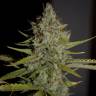 семена конопли в России Himalaya Gold feminised Green House Seeds