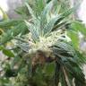 семена конопли Москва Himalaya Gold feminised Green House Seeds