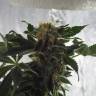 семена конопли для курения Himalaya Gold feminised Green House Seeds