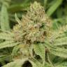 семена конопли курьером Peyote Critical feminised Barneys Farm