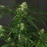 заказ семян конопли Спб Exotic Colours feminised Exotic Seed