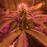 семена конопли для выращивания Amnesia Haze feminised Royal Queen