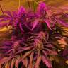 семена конопли элитных сортов Amnesia Haze feminised Royal Queen