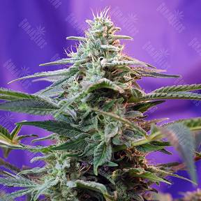 Auto Sweet Special feminised Sweet Seeds