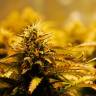 Семена марихуаны Jack 47 feminised Ganja Seeds Fast Version