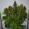 семена конопли недорого Auto Big Bud feminised