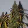 купить семена конопли Auto Big Bud feminised
