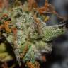семена конопли в России Auto Big Bud feminised