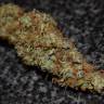 семена конопли Спб Auto Big Bud feminised