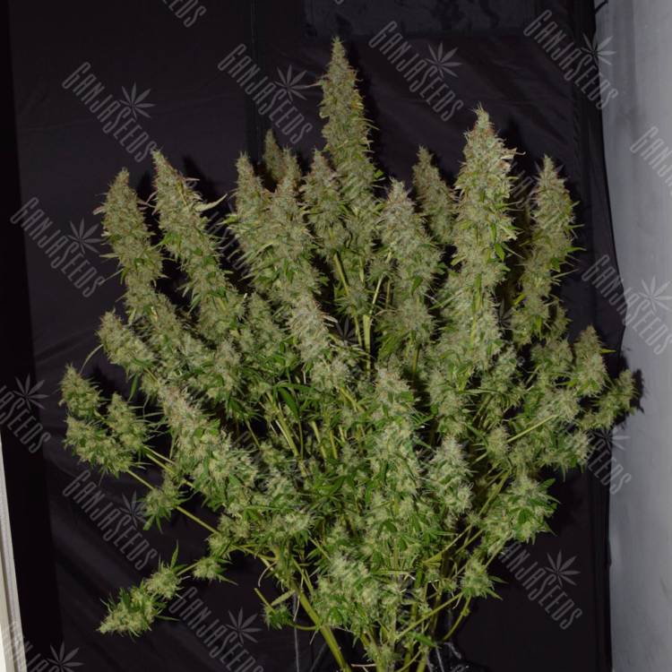 семена конопли наложенным платежом Auto Big Bud feminised