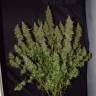 семена конопли наложенным платежом Auto Big Bud feminised